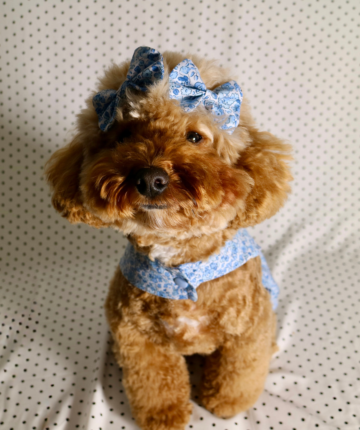 Blue floral gingham dog dress with matching hair bows